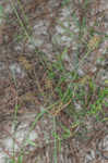 Bristly flatsedge